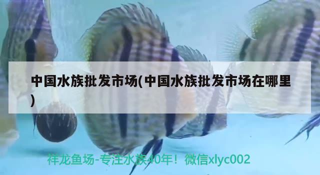 中国水族批发市场(中国水族批发市场在哪里) 观赏鱼水族批发市场