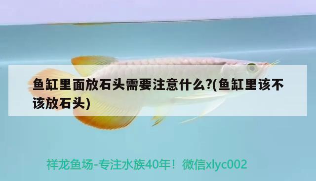 鱼缸里面放石头需要注意什么？(鱼缸里该不该放石头) 水族品牌