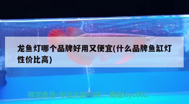 龙鱼灯哪个品牌好用又便宜(什么品牌鱼缸灯性价比高) 印尼红龙鱼