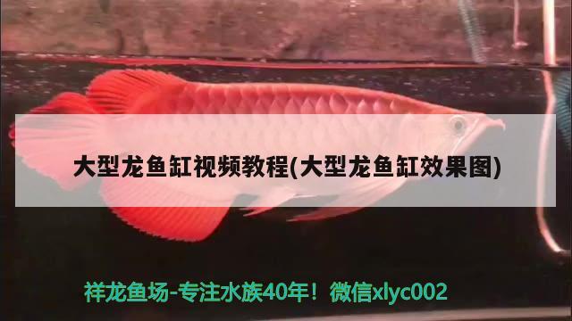 大型龙鱼缸视频教程(大型龙鱼缸效果图) 锦鲤池鱼池建设