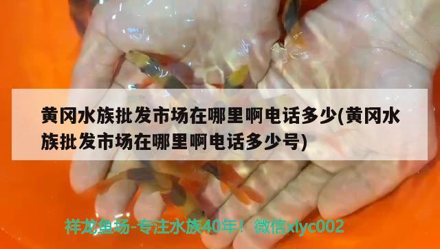 黄冈水族批发市场在哪里啊电话多少(黄冈水族批发市场在哪里啊电话多少号)