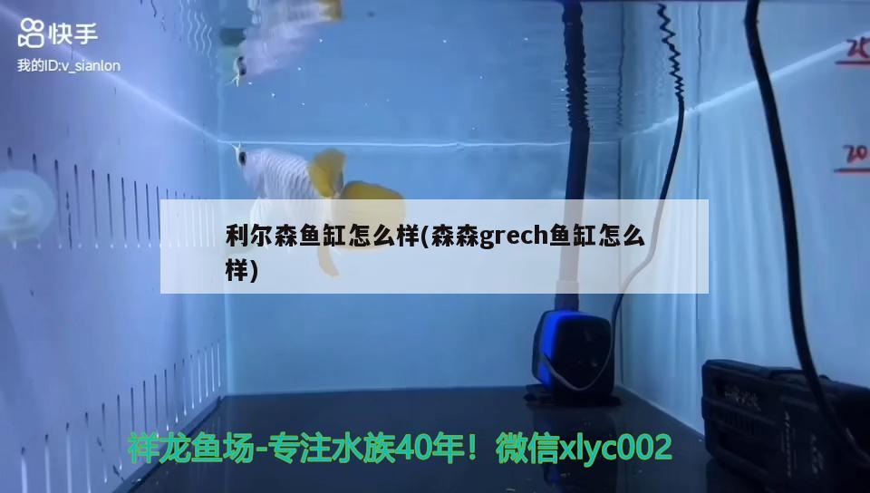 利尔森鱼缸怎么样(森森grech鱼缸怎么样) 黄金梦幻雷龙鱼