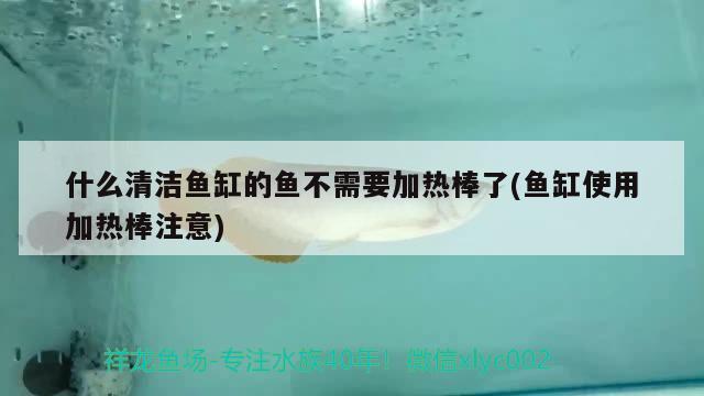 什么清洁鱼缸的鱼不需要加热棒了(鱼缸使用加热棒注意) 印尼小红龙