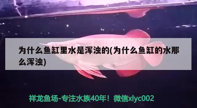 为什么鱼缸里水是浑浊的(为什么鱼缸的水那么浑浊)