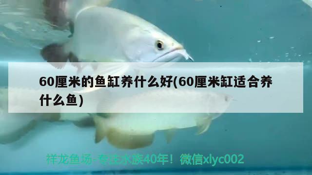 60厘米的鱼缸养什么好(60厘米缸适合养什么鱼)