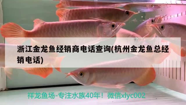 浙江金龙鱼经销商电话查询(杭州金龙鱼总经销电话) 黄金斑马鱼