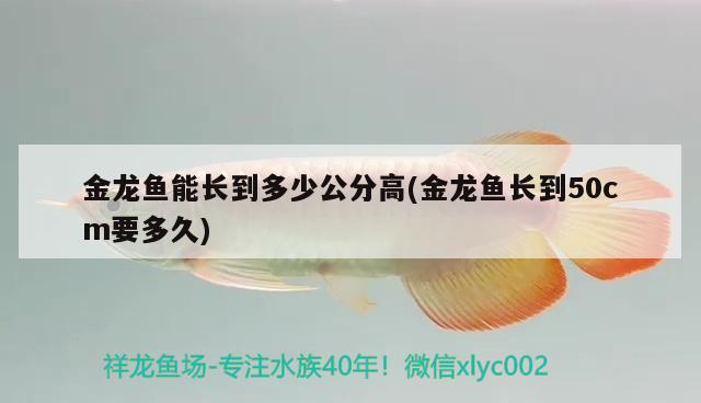 金龙鱼能长到多少公分高(金龙鱼长到50cm要多久)