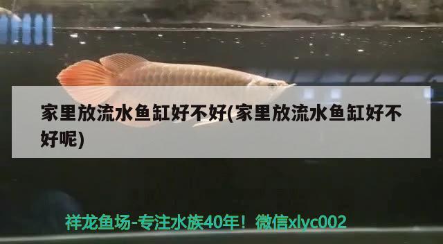 家里放流水鱼缸好不好(家里放流水鱼缸好不好呢)