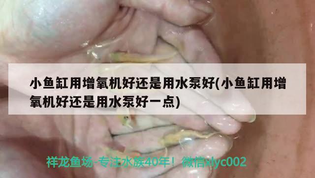 小鱼缸用增氧机好还是用水泵好(小鱼缸用增氧机好还是用水泵好一点) 罗汉鱼