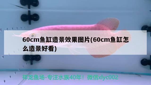 60cm鱼缸造景效果图片(60cm鱼缸怎么造景好看) 三间鼠鱼苗