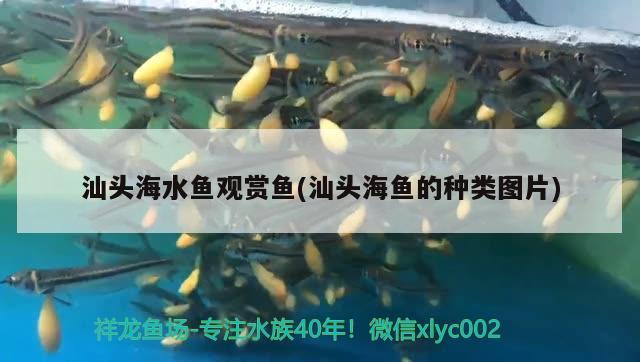 汕头海水鱼观赏鱼(汕头海鱼的种类图片) 海水鱼