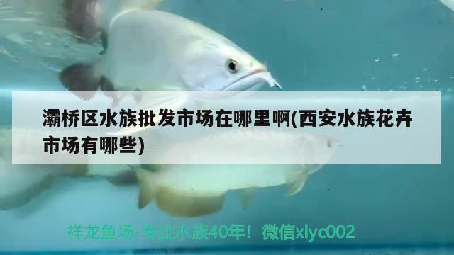 灞桥区水族批发市场在哪里啊(西安水族花卉市场有哪些) 观赏鱼水族批发市场