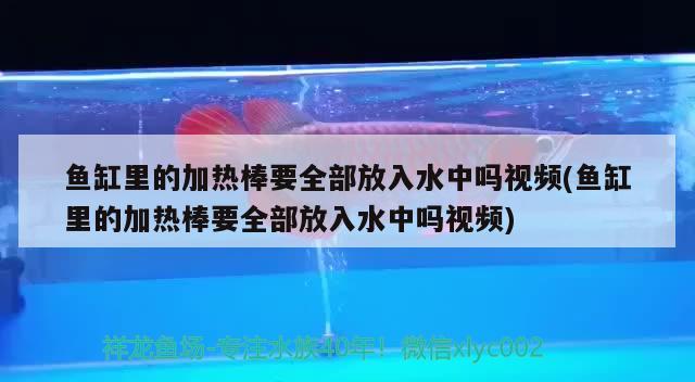 鱼缸里的加热棒要全部放入水中吗视频(鱼缸里的加热棒要全部放入水中吗视频) 国产元宝凤凰鱼