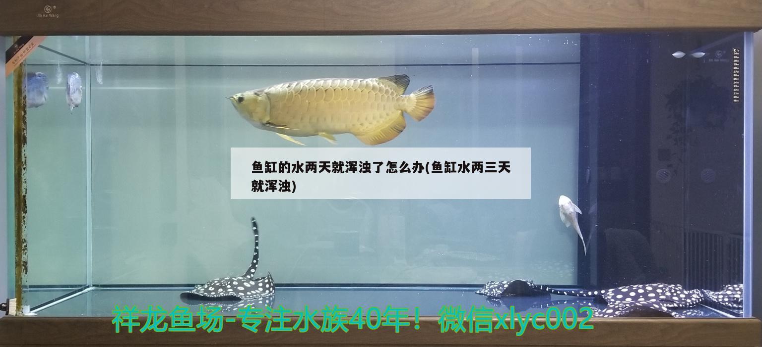 鱼缸的水两天就浑浊了怎么办(鱼缸水两三天就浑浊) 印尼红龙鱼