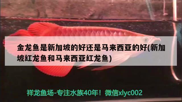 金龙鱼是新加坡的好还是马来西亚的好(新加坡红龙鱼和马来西亚红龙鱼)