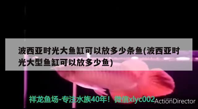 波西亚时光大鱼缸可以放多少条鱼(波西亚时光大型鱼缸可以放多少鱼) 养鱼的好处