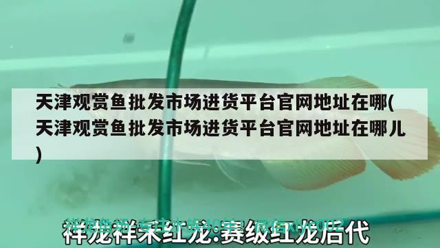 天津观赏鱼批发市场进货平台官网地址在哪(天津观赏鱼批发市场进货平台官网地址在哪儿)