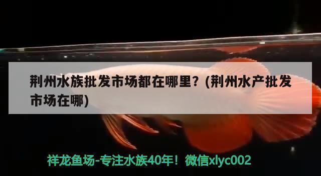 荆州水族批发市场都在哪里？(荆州水产批发市场在哪) 观赏鱼水族批发市场