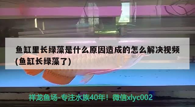 鱼缸里长绿藻是什么原因造成的怎么解决视频(鱼缸长绿藻了)