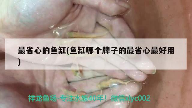 最省心的鱼缸(鱼缸哪个牌子的最省心最好用) 胭脂孔雀龙鱼