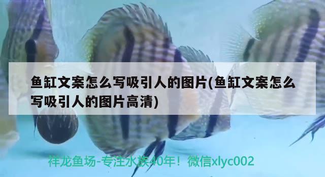 鱼缸文案怎么写吸引人的图片(鱼缸文案怎么写吸引人的图片高清) 银古鱼苗