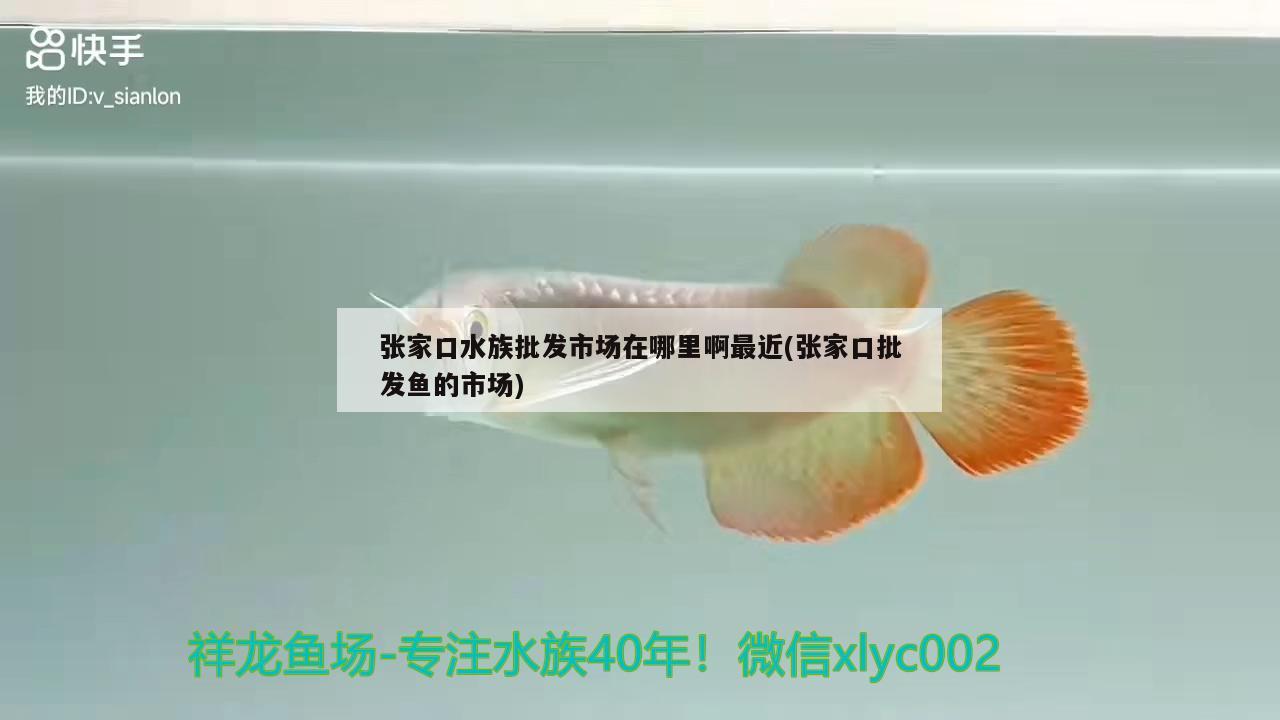 张家口水族批发市场在哪里啊最近(张家口批发鱼的市场) 观赏鱼水族批发市场