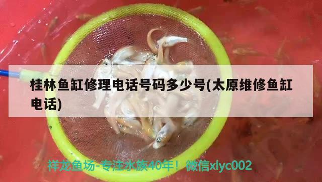 桂林鱼缸修理电话号码多少号(太原维修鱼缸电话) 广州水族批发市场