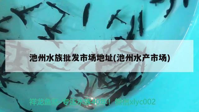 池州水族批发市场地址(池州水产市场) 观赏鱼水族批发市场