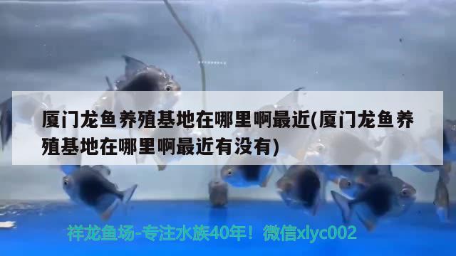 厦门龙鱼养殖在哪里啊最近(厦门龙鱼养殖在哪里啊最近有没有) 过背金龙鱼