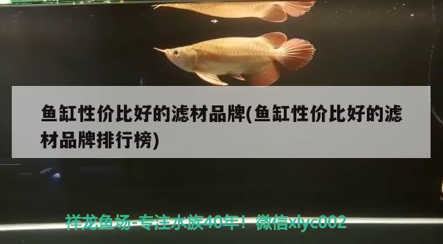 鱼缸性价比好的滤材品牌(鱼缸性价比好的滤材品牌排行榜)