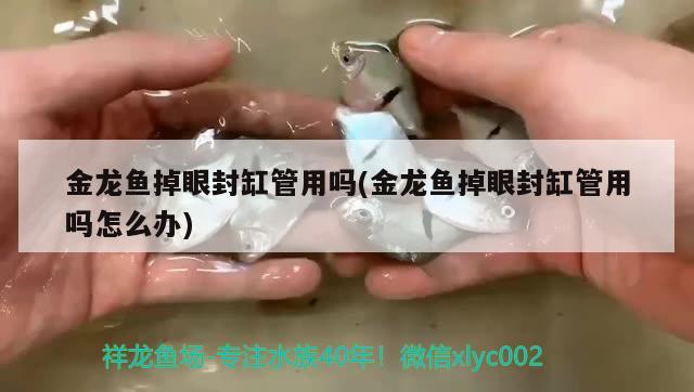 金龙鱼掉眼封缸管用吗(金龙鱼掉眼封缸管用吗怎么办)