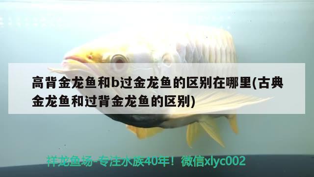 高背金龙鱼和b过金龙鱼的区别在哪里(古典金龙鱼和过背金龙鱼的区别)