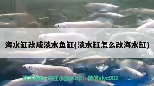 海水缸改成淡水鱼缸(淡水缸怎么改海水缸)