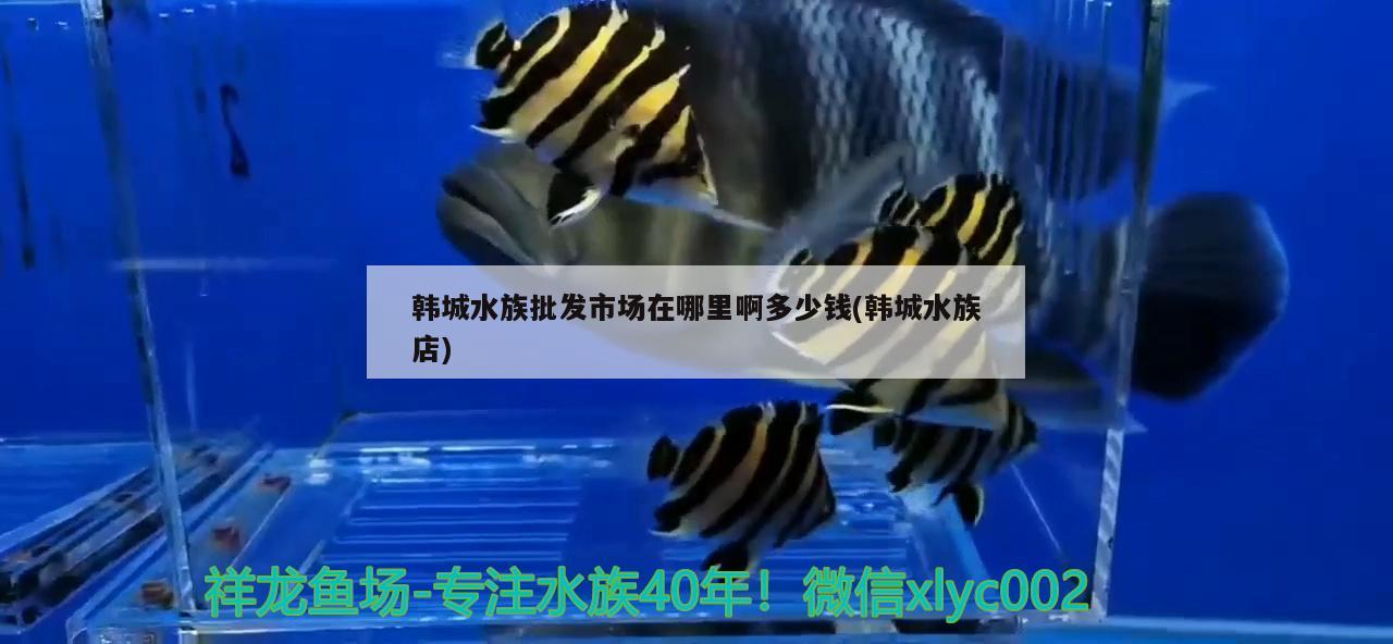 韩城水族批发市场在哪里啊多少钱(韩城水族店) 观赏鱼水族批发市场