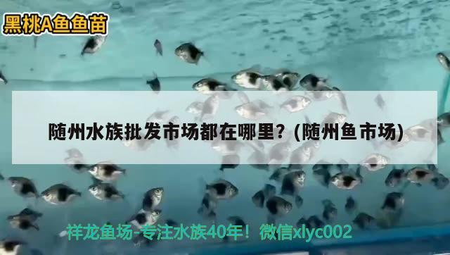 随州水族批发市场都在哪里？(随州鱼市场) 观赏鱼水族批发市场