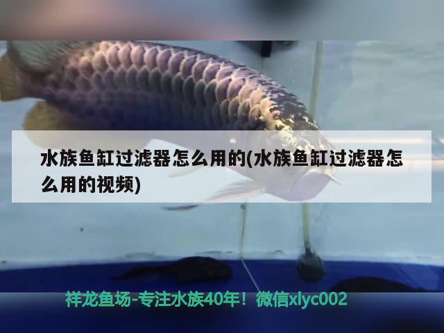 水族鱼缸过滤器怎么用的(水族鱼缸过滤器怎么用的视频)