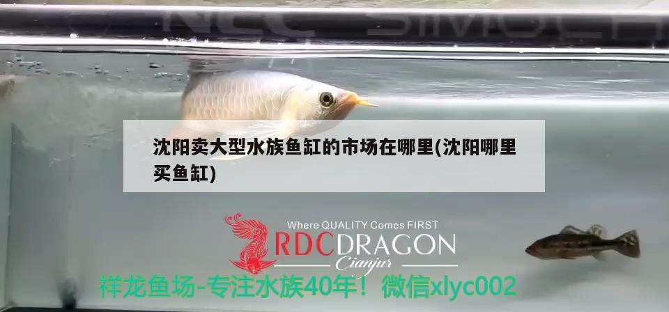 沈阳卖大型水族鱼缸的市场在哪里(沈阳哪里买鱼缸)