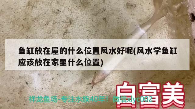 鱼缸放在屋的什么位置风水好呢(风水学鱼缸应该放在家里什么位置) 鱼缸风水