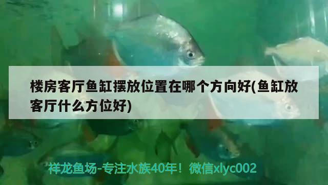 楼房客厅鱼缸摆放位置在哪个方向好(鱼缸放客厅什么方位好) 丹顶锦鲤鱼