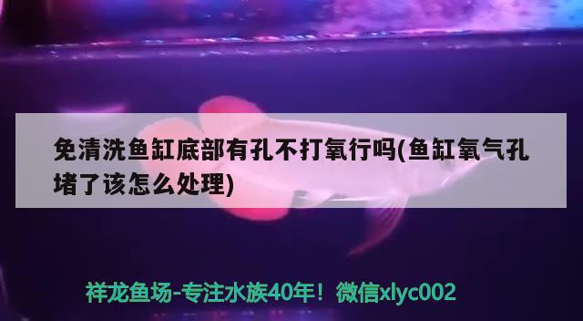 免清洗鱼缸底部有孔不打氧行吗(鱼缸氧气孔堵了该怎么处理) 白子红龙鱼