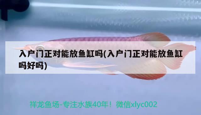 入户门正对能放鱼缸吗(入户门正对能放鱼缸吗好吗) 成吉思汗鲨（球鲨）鱼