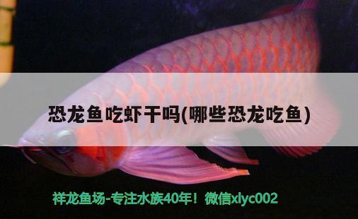 恐龙鱼吃虾干吗(哪些恐龙吃鱼) 水族世界