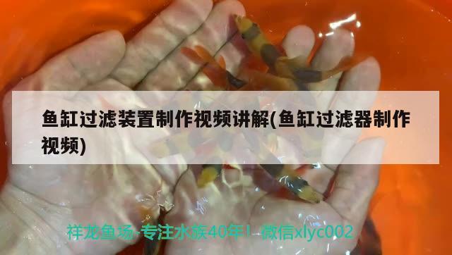 鱼缸过滤装置制作视频讲解(鱼缸过滤器制作视频) 黄金斑马鱼