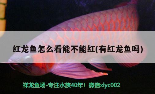 红龙鱼怎么看能不能红(有红龙鱼吗) 水族用品