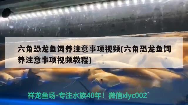 六角恐龙鱼饲养注意事项视频(六角恐龙鱼饲养注意事项视频教程)