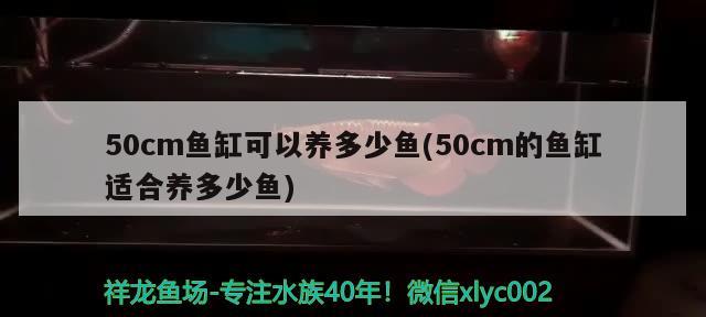 50cm鱼缸可以养多少鱼(50cm的鱼缸适合养多少鱼) 黑桃A鱼