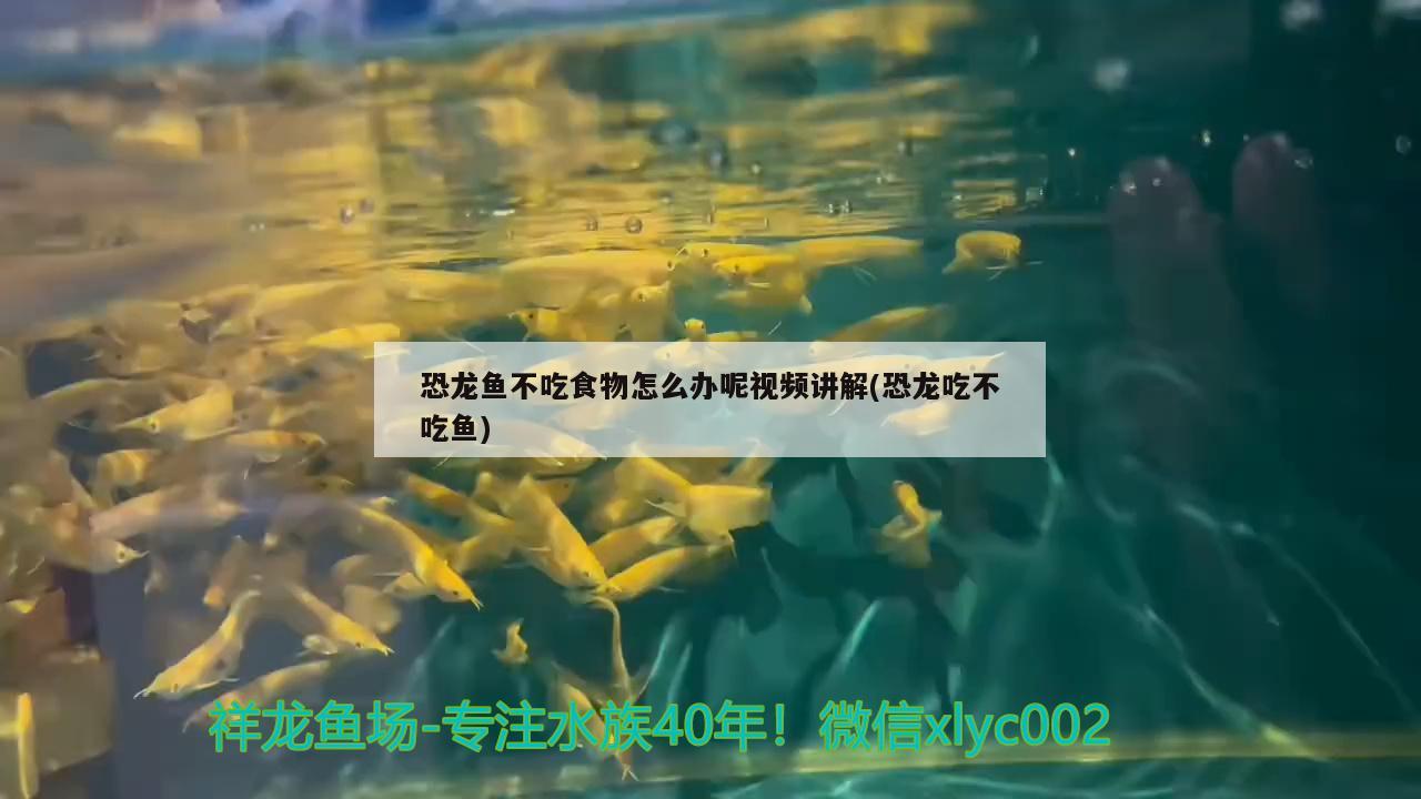 恐龙鱼不吃食物怎么办呢视频讲解(恐龙吃不吃鱼)