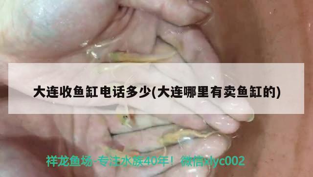 大连收鱼缸电话多少(大连哪里有卖鱼缸的) 黑影道人鱼