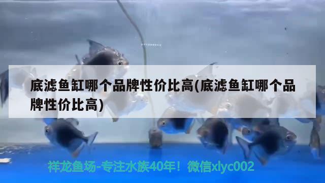 底滤鱼缸哪个品牌性价比高(底滤鱼缸哪个品牌性价比高) 金老虎鱼