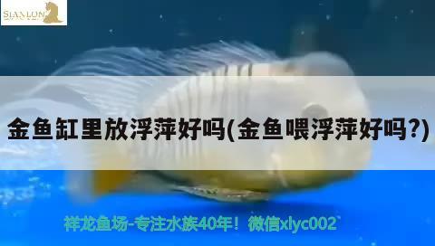 金鱼缸里放浮萍好吗(金鱼喂浮萍好吗？) 泰国虎鱼